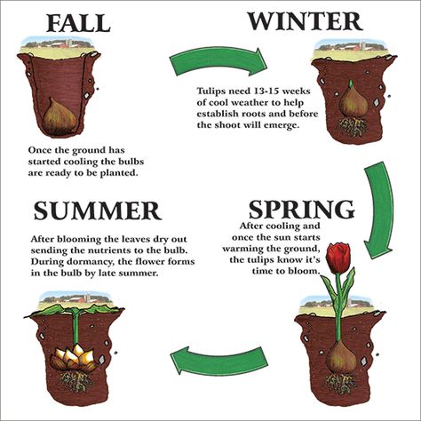 Tulip Growing Tips, Growing Tulips Outdoors, Tulip Planting Ideas, Tulip Garden Ideas, Tulip Landscaping, Tulips Planting, When To Plant Tulip Bulbs, Tulip Plants, Tulip Growing