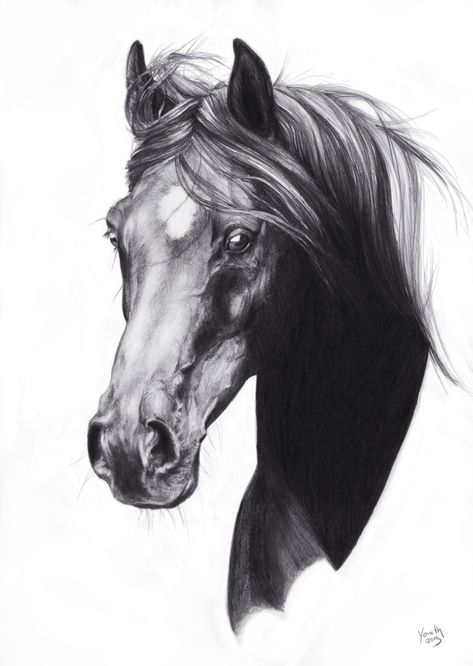 Horse Head Drawing, Horse Tattoo Design, Wild Horses Photography, Horse Art Drawing, Tier Tattoo, Horse Sketch, Horse Artwork, Horse Face, Horse Tattoo