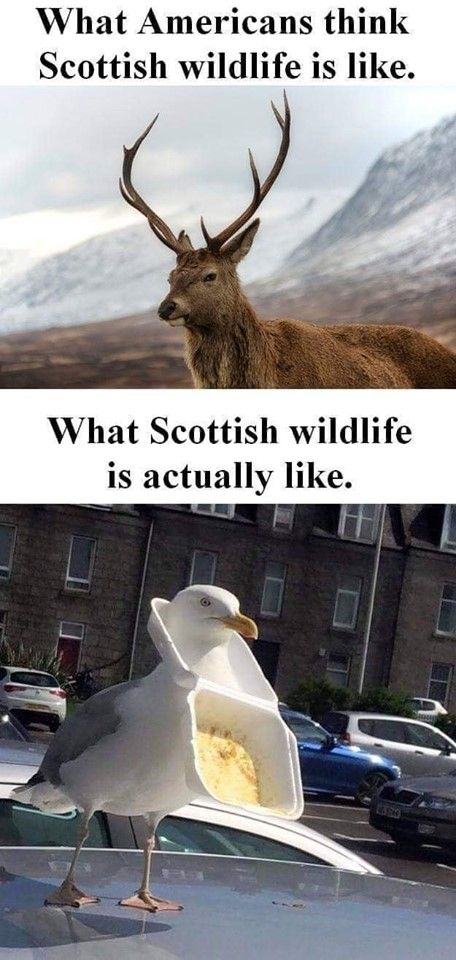 Humour, Funny Animal Quotes, Scottish Wildlife, Scotland Funny, Funny Art History, Dark Jokes, Funny Comic Strips, Funny Jokes For Adults, Morning Humor
