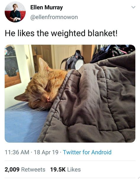 Kitty enjoying weighted blanket Animal Kingdom, Blanket Aesthetic, Weighted Blanket, Cute Little Things, Working With Children, Satire, Cat Mom, Make You Smile, Animals And Pets