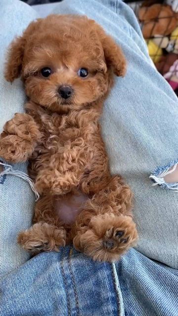 Yea Cup Poodles, Teacup Toy Poodle, Toy Breed Dogs, Mini Doodle Dog, Mini Toy Poodle, Toy Puddle, Big Poodle, Cute Small Dog Breeds, Mini Dogs Breeds