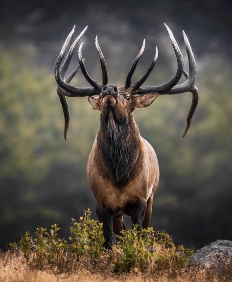 ,, BEAUTIFUL " Elk Pictures, Elk Photo, Elk Photography, Deer Photography, Big Deer, Deer Photos, Deer Pictures, Bull Elk, Wildlife Pictures