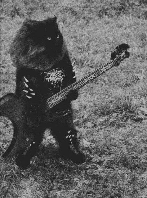 Norwegian Forest Cat, Heavy Metal Cat, Punk Cats, Metal Meme, Gatos Cool, Metal Cat, Norwegian Forest, Forest Cat, Heavy Metal Music