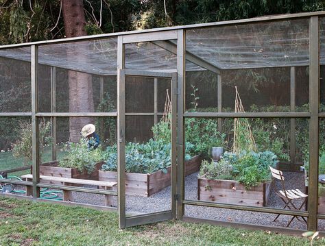 Screened In Garden, Garden With Raised Beds, Plan Potager, Serre Diy, Kebun Herbal, Deer Resistant Garden, Taman Diy, Vegetable Beds Raised, Vegetable Garden Raised Beds