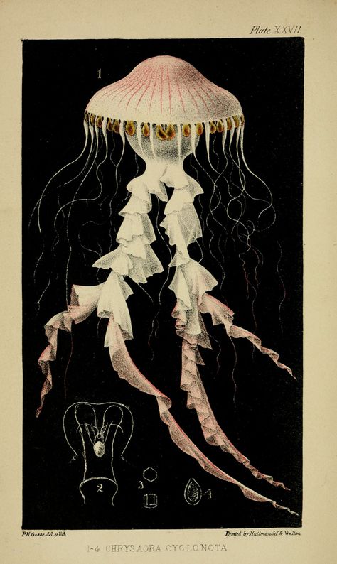 Jellyfish, Nature, Jellyfish Halloween, Jellyfish Illustration, Sea Illustration, Modelos 3d, Nature Conservation, Scientific Illustration, The Nature