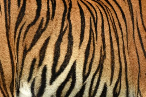 Tiger Print strip of skin pattern background Tiger Stripe Aesthetic, Tiger Print Aesthetic, Tiger Stripes Pattern, Tiger Skin Pattern, Tiger Background, Malayan Tiger, Pet Grooming Salon, Textiles Sketchbook, Organic Patterns