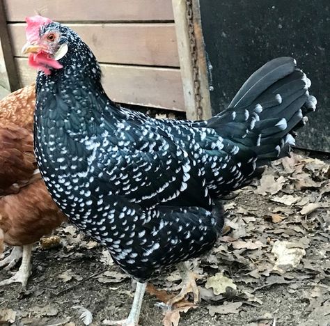 About Ancona Chickens: Mediterranean, Barnyard Beauties Free Coupons By Mail, Coupons By Mail, Egg Production, White Eggs, Mediterranean Chicken, Chicken Breeds, Healthy Environment, Cute Animal Photos, Animal Photo