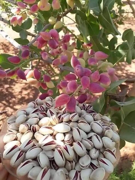 Vegetable Garden Design, Pistachio Tree, Maquillage Yeux Cut Crease, Pistachios Nuts, Plant Guide, حلويات صحية, Beautiful Fruits, Tree Seeds, Fruit Plants