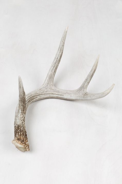 Nature, Wood Elf Ranger, Shao Jun, Hunting Ideas, Male Deer, Antlers Decor, Antler Crafts, Alina Starkov, Deer Horns