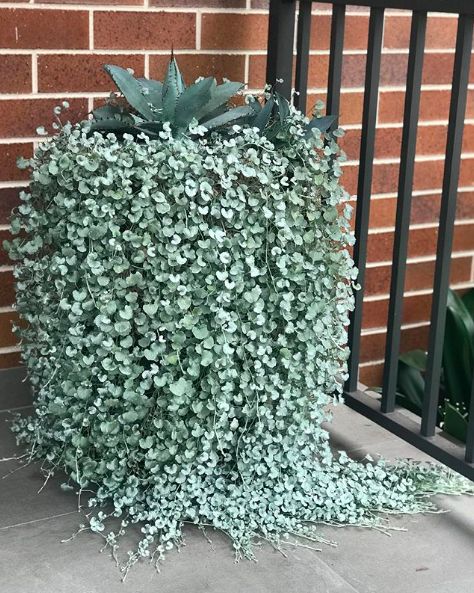 Contour Landscape, Courtyard Plants, Creepers Plants, Potted Plants Patio, Potted Plants Outdoor, Flower Pots Outdoor, Decoration Plante, Patio Plants, Outdoor Pots