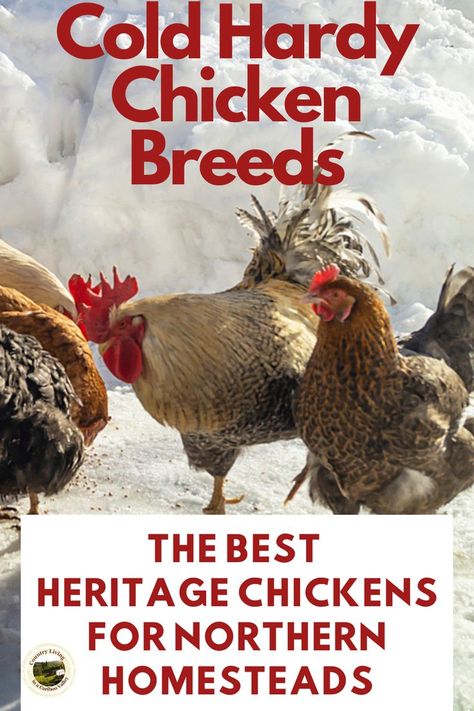 The top chicken breeds for cold climates. These dual purpose chickens do great in Canadian winters. Raise these hardy chickens for meat and eggs! Dual Purpose Chickens, Heritage Breeds Livestock, Chicken Breeds For Eggs, Heritage Chicken Breeds, Chickens 101, Heritage Chickens, Chicken Swing, Chicken Brooder, Chickens In The Winter