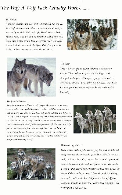 The Way A Wolf Pack Actually Works- I've seen a lot of rumours going round lately about the social structure of wolf packs. Things like they're being a single alpha, the Omega being the lowest rank and elders being left for dead. None of this is true! So I created a brief description of each of the ranks in the wolf pack. None of the images are mine, I do not claim ownership of them, they were used to make this description better. Wolf Pack Name Ideas, Wolf Pack Ranks, Werewolf Facts, Wolf Ranks, Wolf Facts, Facts About Wolves, Omega Wolf, Wolf Packs, 3 Wolves