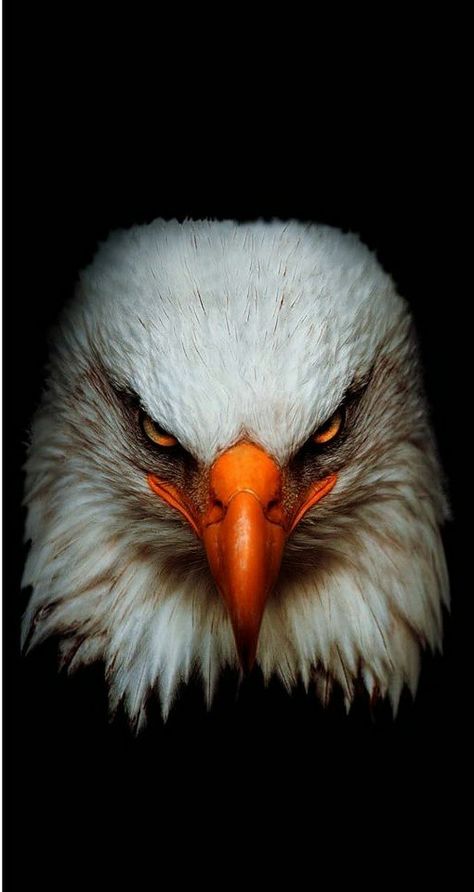 Eagle Artwork, Aigle Royal, Eagle Images, Wild Animal Wallpaper, Eagle Wallpaper, Eagle Pictures, Wild Animals Pictures, Eagle Art, Iphone Wallpaper Hd Nature