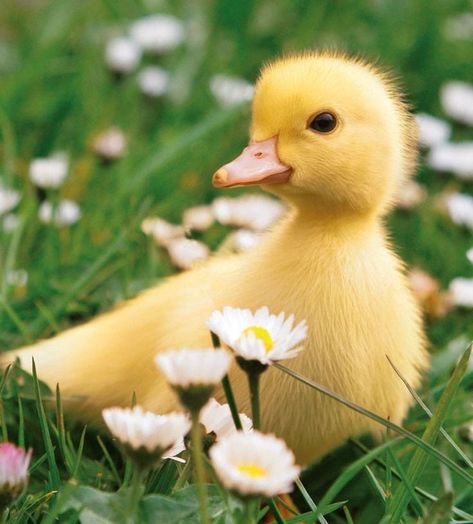 Emily Dickinson, Tumblr, Raising Ducklings, Hope Is The Thing With Feathers, Cute Ducklings, Creation Photo, Animals Photos, John Muir, You're Welcome