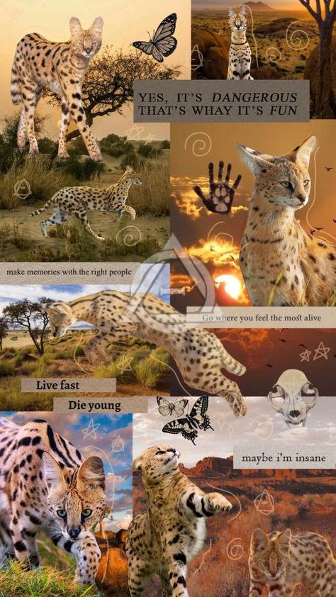 #therian #wallpaper #aesthetic #serval #cat #theriantropy Serval Aesthetic, Cat Therian Aesthetic, Serval Drawing, Melanistic Serval, Therian Animals, Therian Aesthetic, Therian Wallpaper, Serval Cat, Savannah Cats