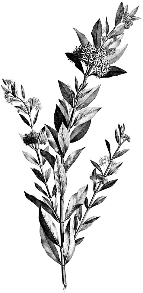 Today I’m sharing this Vintage Black and White Floral Stem Botanical Clip Art! This image is a long, tall stem of leaves and flowers. The bulbous flowers have tiny pointed petals and are near the tips of the branches. The leaves are lightly veined. So nice to use in your Floral Craft or Collage Projects! Have...Read More » Vintage Flower Tattoo, Illustration Blume, Black And White Leaves, Graphics Fairy, Black And White Flowers, Plant Drawing, Trendy Flowers, Vintage Collage, Clip Art Vintage