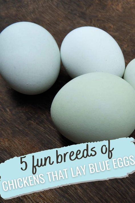 blue eggs Blue Americana Chicken, Rhode Island Blue Chicken, Saphire Gems Chicken Eggs, Chickens That Lay Blue Eggs, Blue Egg Laying Chickens, Production Blue Chicken, What Chickens Lay What Color Eggs, Blue Australorp Chickens, Blue Eggs Chicken