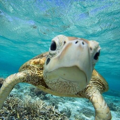 Sea Turtles Photography, Ocean Life Photography, Turtle Photo, Sea Turtle Pictures, Turtle Wallpaper, Ocean Turtle, Turtle Love, Turtle Art, Oceanography