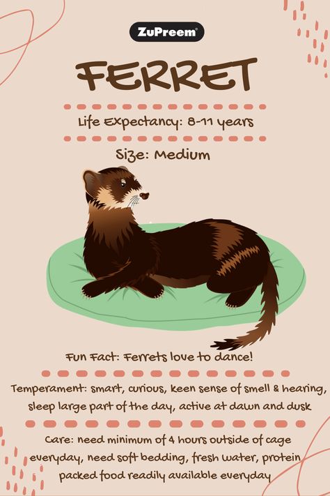 How To Take Care Of Ferrets, How To Take Care Of A Ferret, Ferrets And Cats, Ferret Care Guide, Ferret Food Homemade, Ferret Tips, What Do Ferrets Eat, Ferret Supplies, Ferret Facts