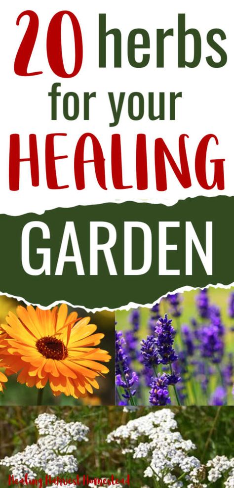 Medicinal Herbs To Grow, Medicinal Herb Garden, Medicine Garden, Best Herbs To Grow, Herbs To Grow, Medicinal Herbs Garden, Medicinal Garden, Medical Herbs, Medicinal Herb