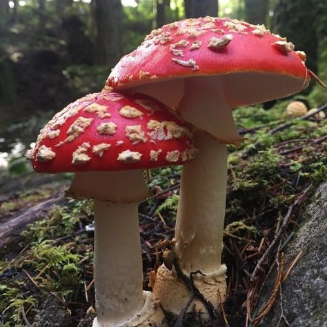 Nature, Red Top Mushroom, Red Mushroom Aesthetic, Red Cap Mushroom, Poison Mushroom, Amanita Phalloides, Fairy Painting, Poisonous Mushrooms, Mushroom Varieties