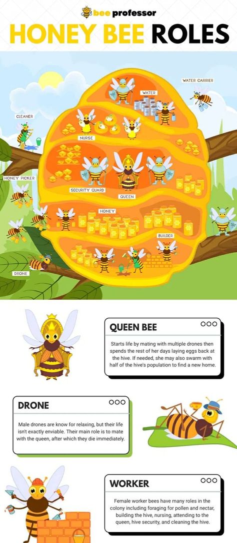 Honey Bee Infographic, Worker Bee, Water Carrier, Yellow Bee, The Colony, Honey Bees, Queen Bees, Clean Water, Honey Bee