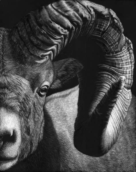 Hirsch Tattoo, Big Horn Sheep, Scratchboard Art, Scratch Art, Majestic Animals, Arte Horror, Wildlife Art, Animal Planet, Animal Photo