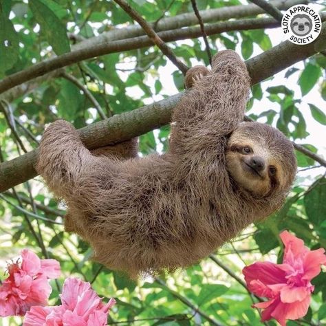 Sloth Quilt, Sloth Wallpaper, Cute Sloth Pictures, Sloth Facts, Sloth Cake, Sloth Photos, Tattoos Animals, Sloth Drawing, Sloth Tattoo