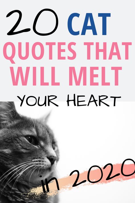 Qoutes About Cat Love, My Cat Is My Best Friend, Cat Lovers Quotes Feelings, Cat Best Friend Quotes, Best Cat Quotes, Quotes About Kittens, Kitty Quotes Cute, Kitten Quotes Cute, Cats Love Quotes