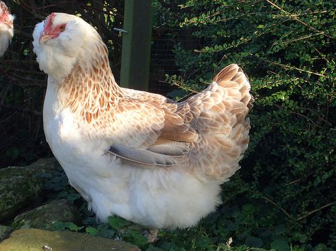 This Salmon Faverolle hen looks like mine!  Very chatty friendly hens!  It almost seems like they curse at me in French until I give them attention!  :) Salmon Favorelle Chickens, Salmon Faverolle, Fancy Chickens, Urban Chickens, Homestead Chickens, Chicken Health, Beautiful Chickens, Mini Farm, Chickens And Roosters