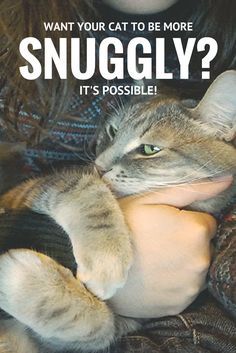 11 Ways to Train Your Cat to Be More Snuggly: https://kittyclysm.com/train-your-cat-to-be-snuggly/ Katt Diy, Gatos Cool, Cat Hacks, Cat Care Tips, Kitten Care, Meme Gato, Cat Training, Cat Behavior, Cat Facts