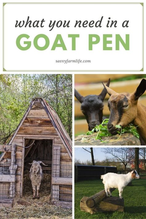 Pygmy Goat Pen, Small Goat Farm, Minature Goats, Farm Life Aesthetic, Goat Pet, Goat Feeder, Goat Playground, Keeping Goats, Goat Shed