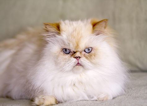 himalayan cat | himalayan cat blue point | himalayan cat persian | himalayan cat painting | himalayan cat tattoo | Persian And Himalayan Cat Lovers | Thueringen_Cats Himalayan - Persian | Himalayan Cattery Spreewood | Himalayan cat | Himalayan cat | Himalayan Cat | Tattoo Persian, Cat Himalayan, White Bengal Cat, Teacup Persian Cats, Himalayan Persian, Himalayan Kittens For Sale, Himalayan Persian Cats, Himalayan Cats, White Persian Kittens