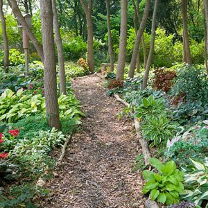 Wooded Backyard Landscape, Helloween Wallpaper, Trees And Flowers, Cottage Life, Unique Garden, Have Inspiration, Forest Garden, Woodland Garden, Garden Path