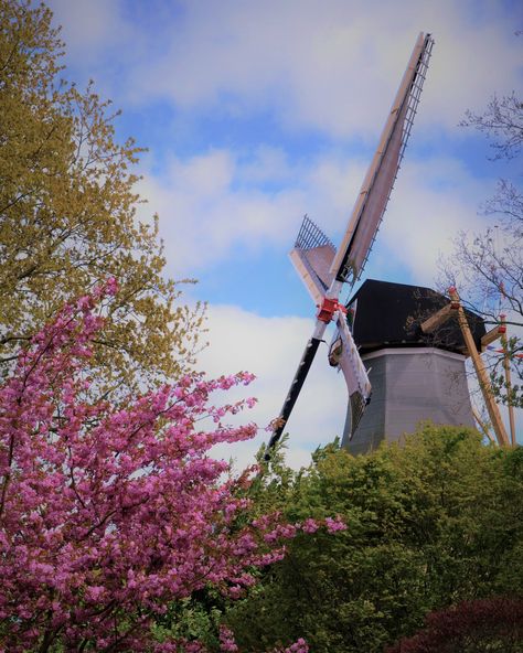 Nothing says Dutch than the iconic windmill. I photographed this windmill at the beautiful Keukenhof Gardens which are located about an hour’s train ride from Amsterdam. If you are interested in purchasing any of my photos please click on the link above. #Keukenhof #KeukenhofGardens Netherlands #Windmill #DutchWindmill #TravelPhotography #WhereIveBeen #TAndCTravel #Worlderlust #Wanderlust #Traveler #InMyEtsyShop #VisitHolland #PostcardView #VisualsOfLife #Travelgram #VisitKeukenhof Nature, Amsterdam, Keukenhof Gardens, Dutch Windmills, Dc Travel, Train Ride, Nature Garden, Train Rides, My Photos