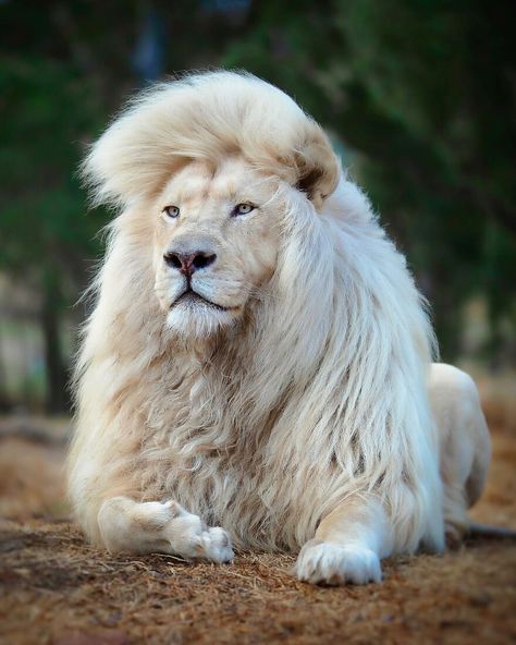 https://www.boredpanda.com/wildlife-photography-lions-simon-needham/?utm_source=newsletter Lions Photos, Foto Langka, Lion Photography, Beautiful Lion, Lion Love, Albino Animals, Wallpaper Cantik, Lion Images, Lion Pictures