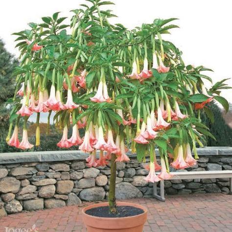 Trumpet Angel, Angel Trumpet Plant, Angel Trumpet, Bonsai Seeds, Hgtv Garden, Bonsai Flower, Angel S, Plant Photography, Starter Plants