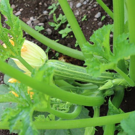 How to Grow Summer Squash: Gardens, Pots & Vertically Plants For A Bathroom, Zucchini And Yellow Squash, Growing Squash, Squash Plant, Squash Seeds, Summer Vegetables, Summer Harvest, Tomato Cages, Big Plants