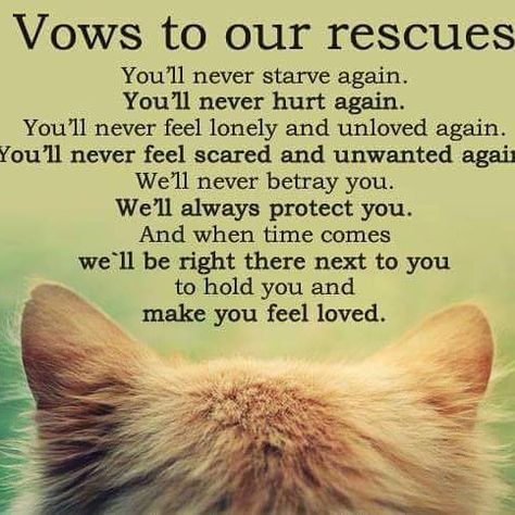 #tnrqatar #forever #cat #catsareawesome #vows #foreverhome #animals #adoptdontshop #cats #kindnessismagic #kitty Cat Adoption Quotes, Fostering Kittens, Rescue Quotes, Dog Poems, Feeling Scared, Animal Activism, Groups Of People, Stop Animal Cruelty, Feral Cats