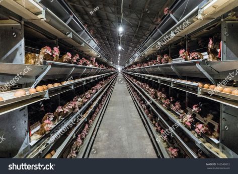 Multilevel production line conveyor production line of chicken eggs of a poultry farm. Agriculture technological equipment. Limited depth of field. #Ad , #Ad, #chicken#eggs#poultry#conveyor Animal Farming, Family Symbol, Farm Layout, Animal Agriculture, Cut Animals, Why Vegan, Factory Farming, Go Vegan, Poultry Farm