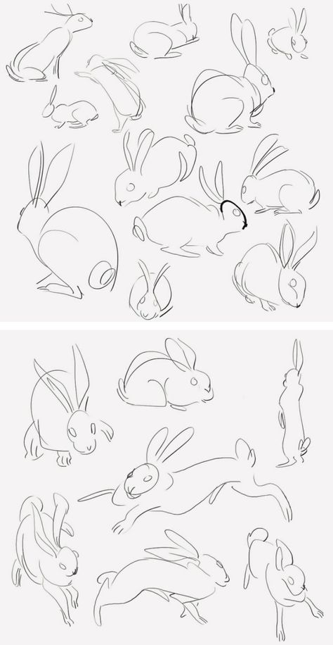 Rabbit sketches Croquis, Rabbit Anatomy Drawing, Rabbit Reference Drawing, How To Draw A Platypus, Holding Rabbit Pose, Holding Bunny Reference, Rabbit Oc Drawing, Bunny Pose Reference, Rabbit Drawing Reference