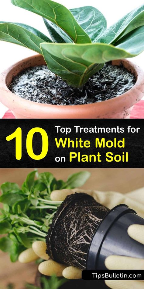 White Fungus On Plants, Mold On Plant Soil, White Mold In Plant Soil, Mold On Soil Of Indoor Plants, Potting Soil For Indoor Plants, Indoor Potting Soil, Save Soil, Plant Tips, Plant Pests