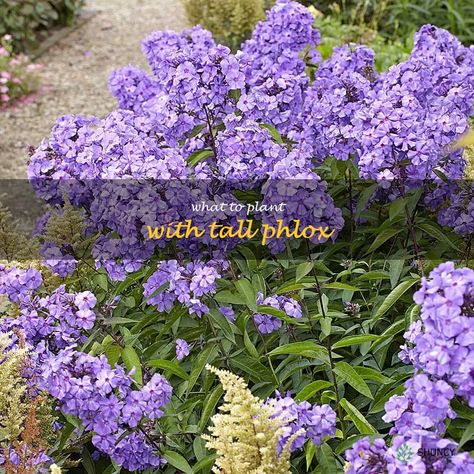 Tall Phlox, Phlox Plant, Phlox Flowers, Fall Perennials, Phlox Paniculata, Flower Garden Plans, American Meadows, White Flower Farm, Best Perennials