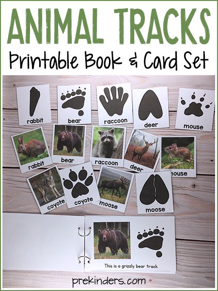 Animal Tracks Printable Book & Matching Cards. Perfect for a Pre-K, Preschool, or Kindergarten Animal Unit. Montessori Forest Activities, Forest Animal Silhouette Free Printable, Woodland Animals Kindergarten, Wolves Preschool Activities, Science Animal Activities, Park Ranger Preschool Activities, Forest School Printables, Forest Theme For Preschool, Biomes Preschool Activities