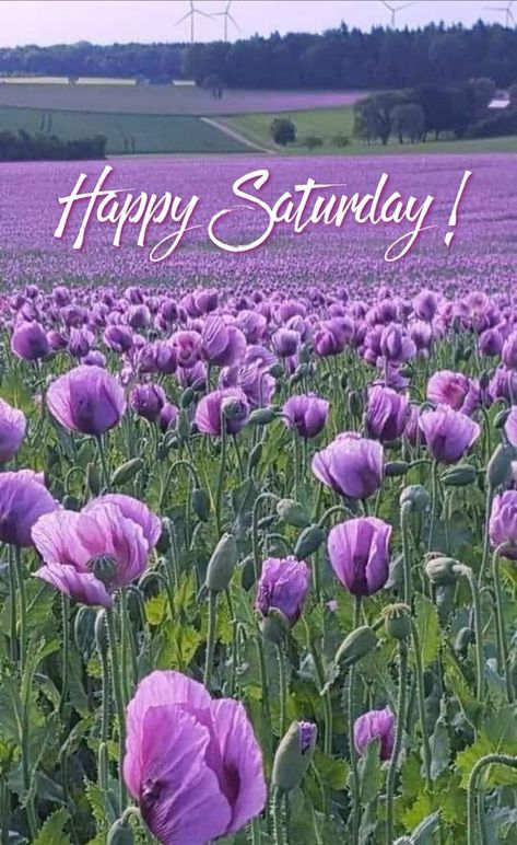 Saturday Morning Greetings, Happy Saturday Pictures, Good Morning Saturday Images, Flowers Good Morning, Happy Saturday Quotes, Saturday Morning Quotes, Happy Saturday Images, Saturday Greetings, Saturday Images