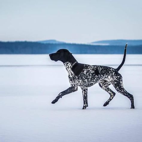 Black Gsp, German Short Haired Pointer, German Shorthaired Pointer Black, Gsp Dogs, Shorthair Pointer, Fit Dogs, Short Haired Pointer, German Shorthaired Pointer Dog, Hunting Art