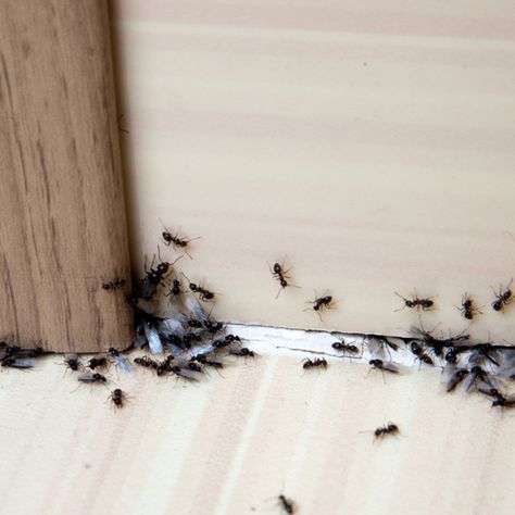 Sugar Ants, Types Of Ants, Ant Repellent, Ants In House, Rid Of Ants, Get Rid Of Ants, Ant Killer, Carpenter Ant, Insect Control