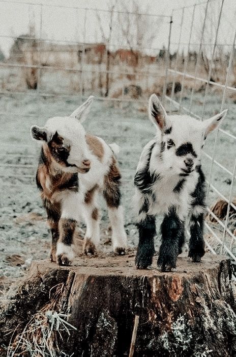 Cutee Animals, Psy I Szczenięta, Baby Farm Animals, Fluffy Cows, Cute Goats, Baby Animals Pictures, Animals Cute, Super Cute Animals