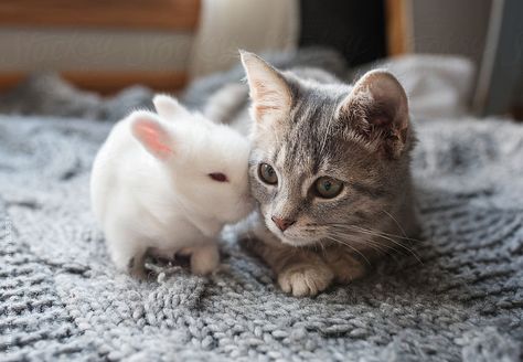 Kittens And Bunnies, Bunnies And Cats, Cat And Rabbit Together, Kitten And Bunny, Kitty And Bunny, Unusual Animal Friends, Cat And Bunny, Cats And Bunnies, Cat And Rabbit