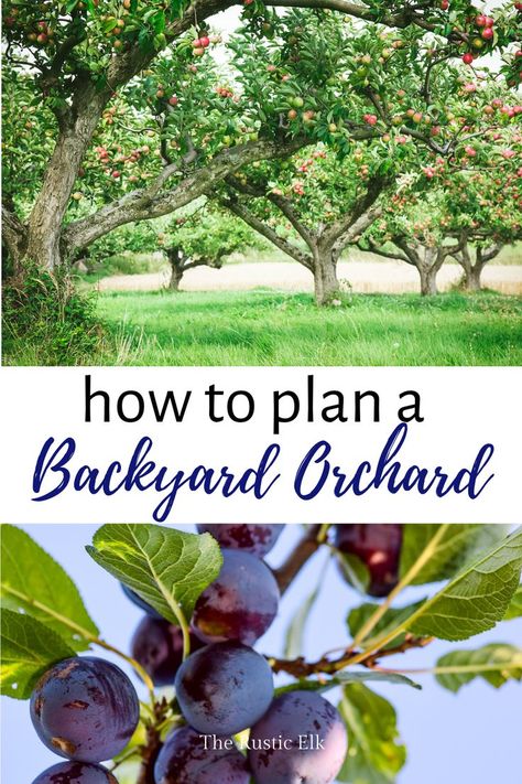 . Homestead Orchard, Backyard Orchard, Fruit Trees Backyard, Small Homestead, Fruit Tree Garden, Orchard Design, Self Sufficiency, Orchard Garden, Backyard Design Ideas Budget